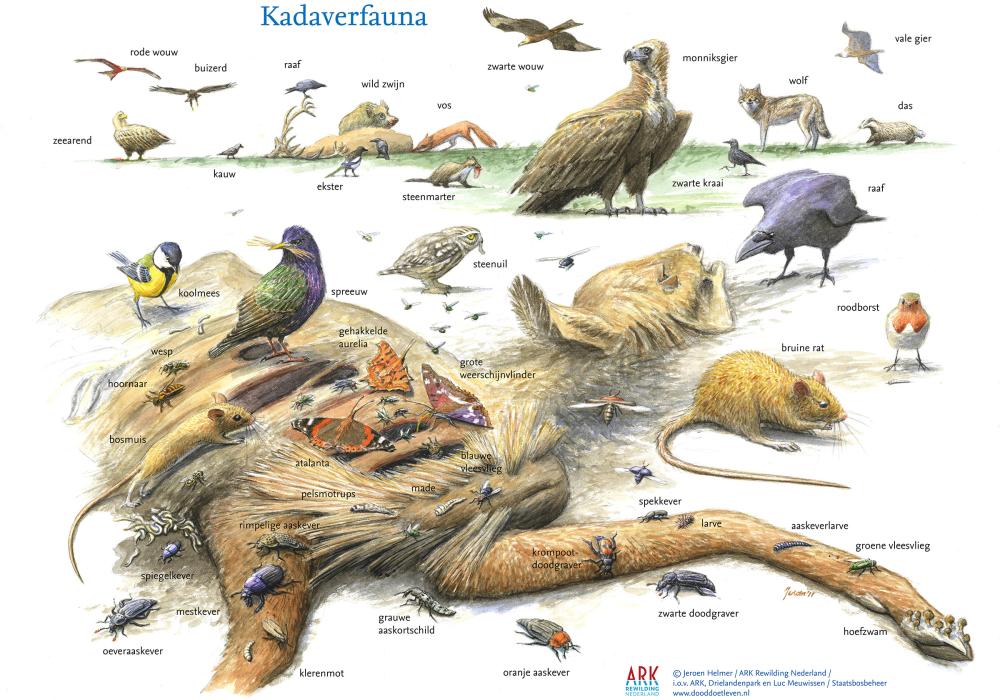 illustratie sleutelrol Dood doet leven