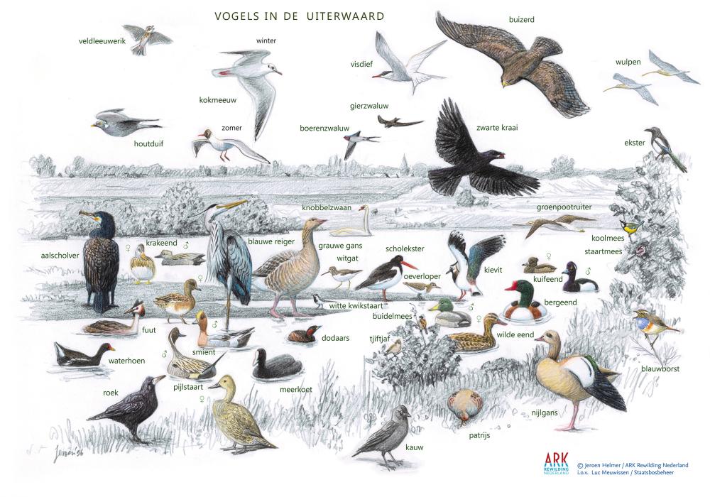 Vogels in de uiterwaard