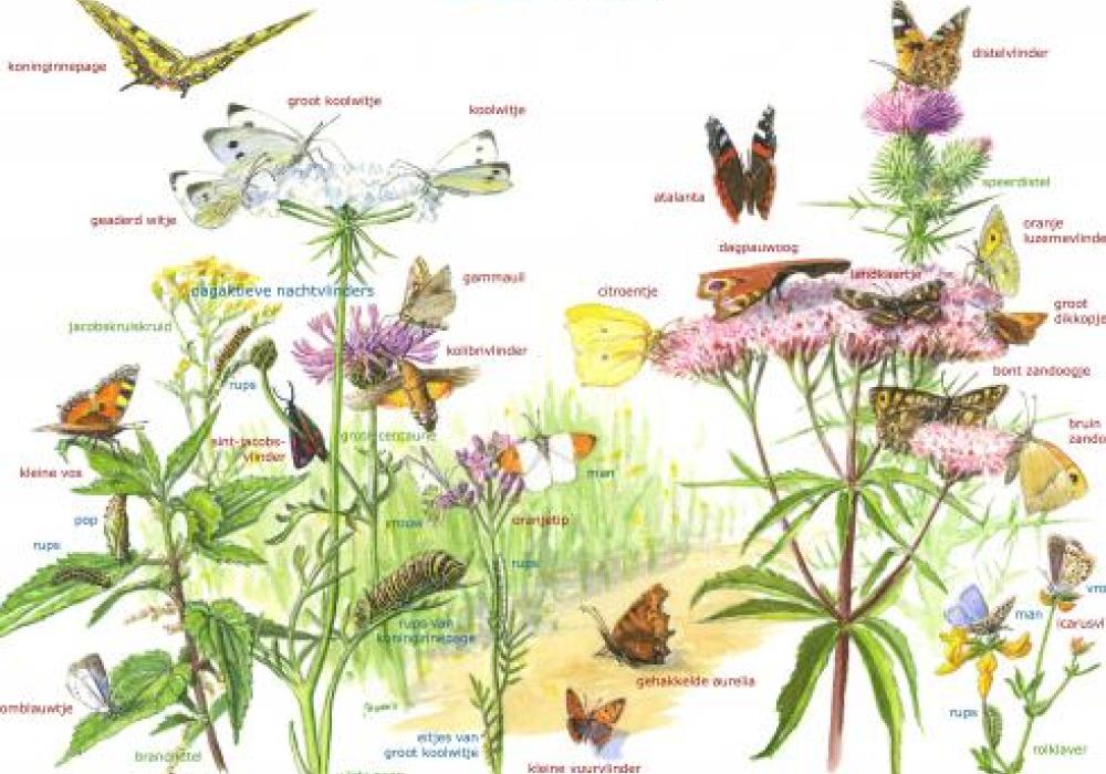 Zoekkaart dagvlinders