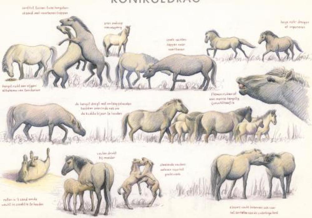 Zoekkaart konikgedrag