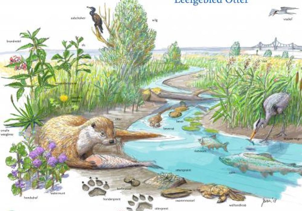 Zoekkaart leefgebied otter