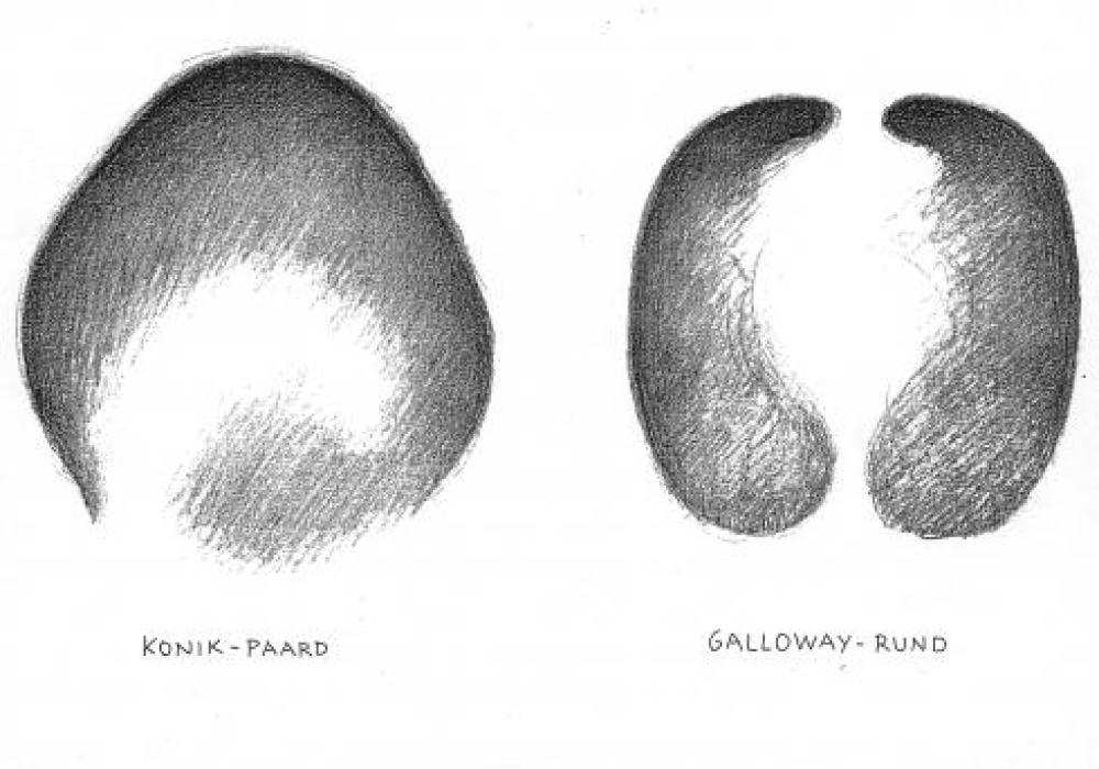 Zoekkaart pootafdrukken 1