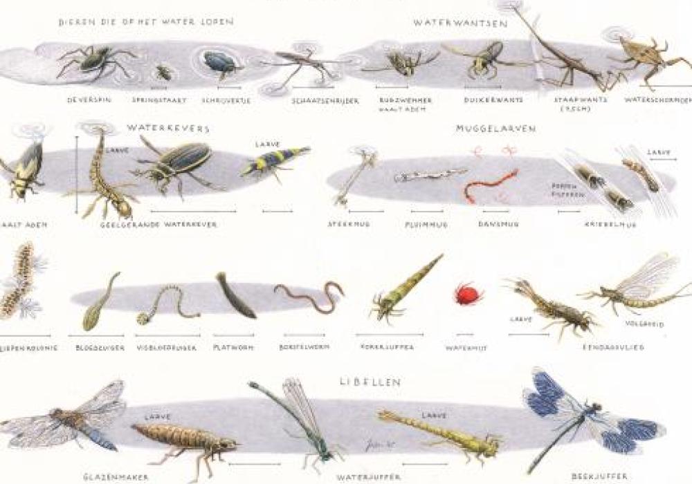 Zoekkaart waterdieren 1