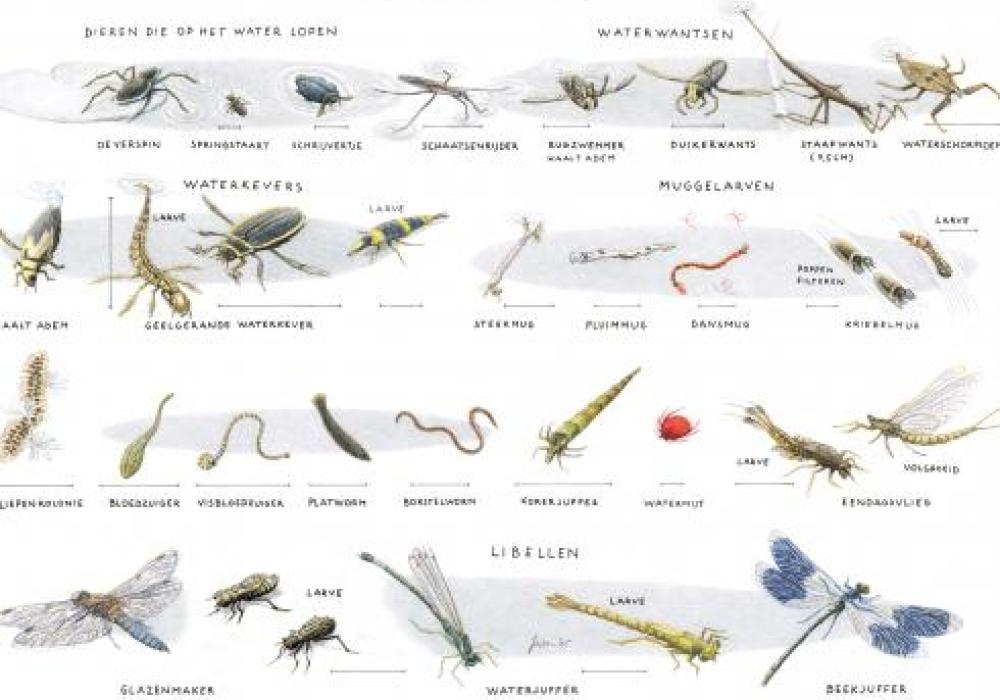 Zoekkaart waterdieren 2