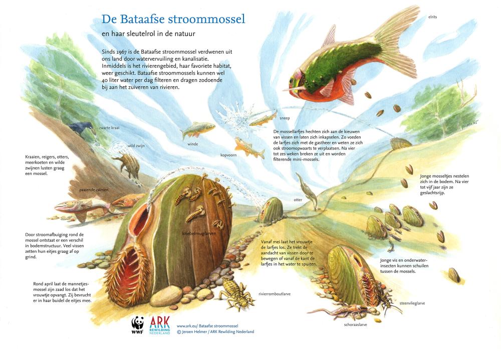 Illustratie sleutelsoort De Bataafse stroommossel