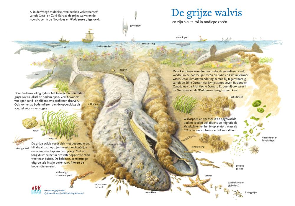 Illustratie sleutelsoort De grijze walvis