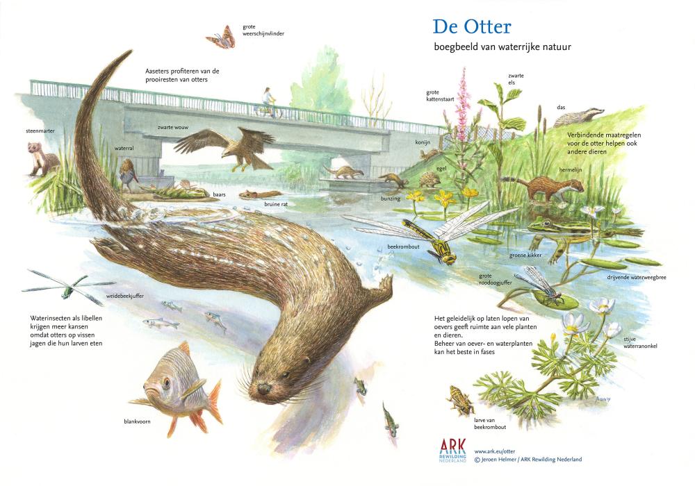 Illustratie sleutelsoort otter
