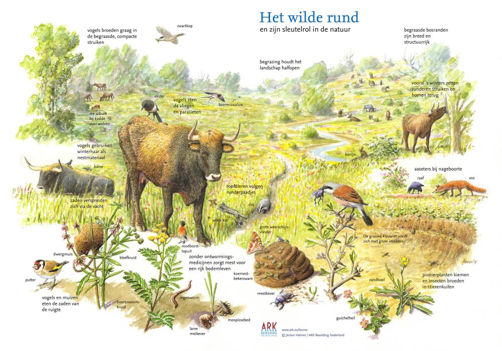 Illustratie Het wilde rund en zijn sleutelrol in de natuur