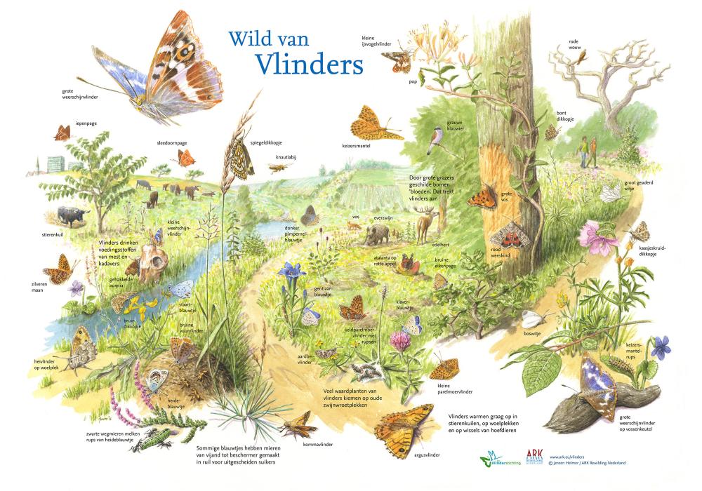 Illustratie wild van vlinders