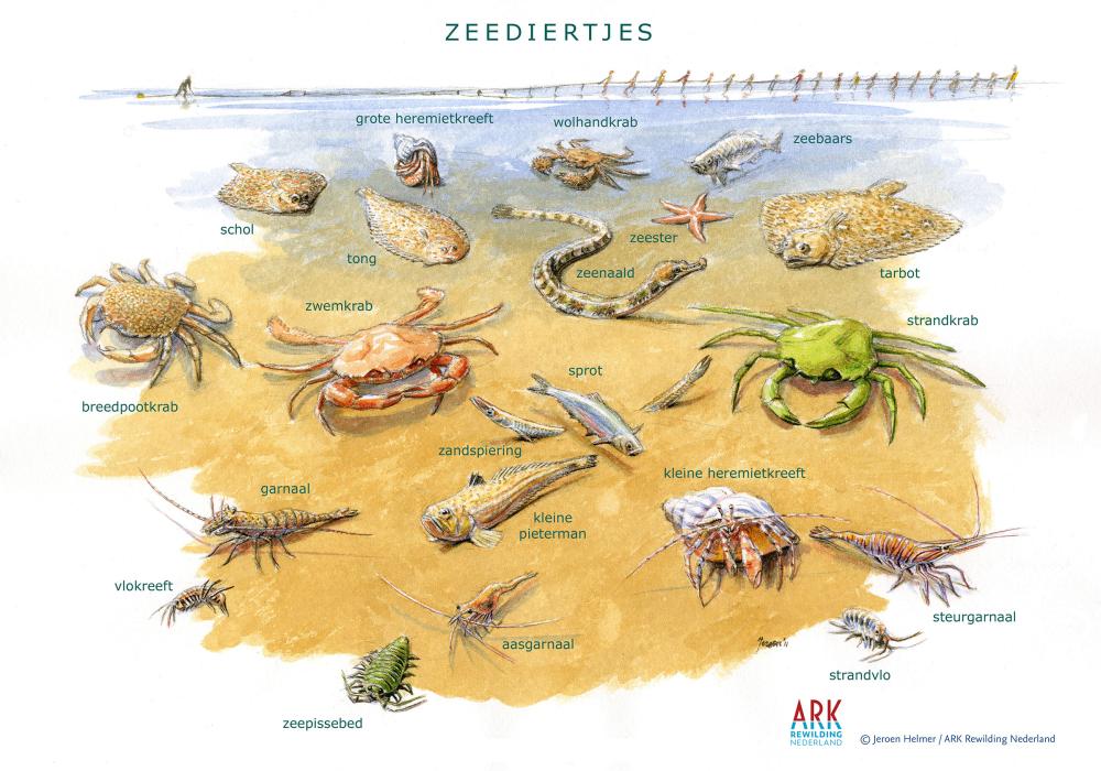 Zoekkaart zeediertjes