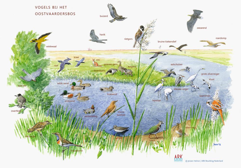 Zoekkaart vogels Oostvaardersbos