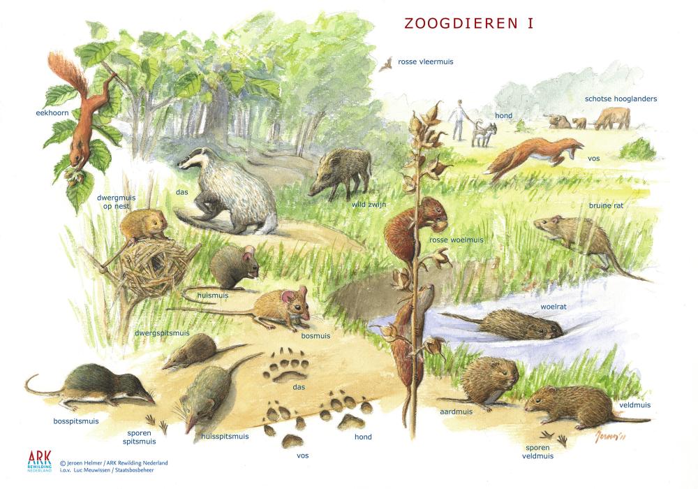 Zoekkaart zoogdieren I
